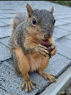 squirrel-holding-nut-on-roof - Squirrel Boxes