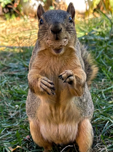 squirrel-with nut-in-mouth - Squirrel Boxes