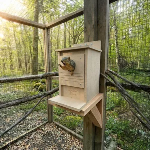 Squirrel peeking out of a wooden nesting box mounted on a post inside a wire-enclosed outdoor enclosure.