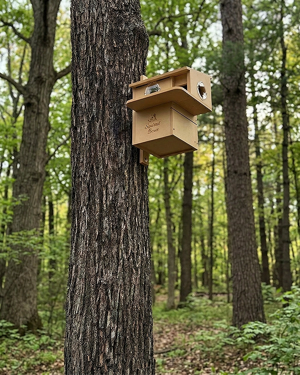 Squirrelboxes-economy-lodge-product-gallery-mounted-forest-01 - Squirrel Boxes