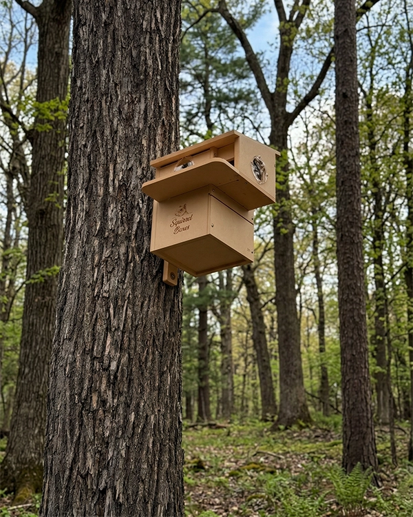 Squirrelboxes-economy-lodge-product-gallery-mounted-forest-03 - Squirrel Boxes