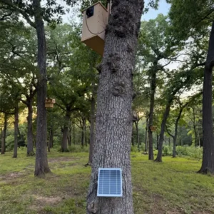 Wooden bird nesting box mounted high on a tree, with a solar panel attached to the trunk in a forest setting.
