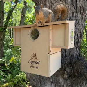Gray squirrel perched on the lid of a wooden box labeled 'Squirrel Boxes' mounted on a tree in a leafy yard.