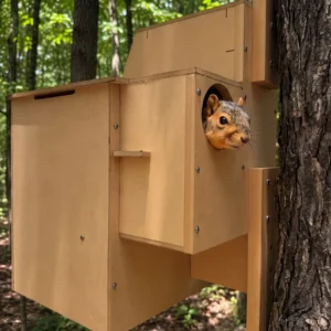 Squirrel peeks out of a wooden nesting box mounted on a tree in a forest.