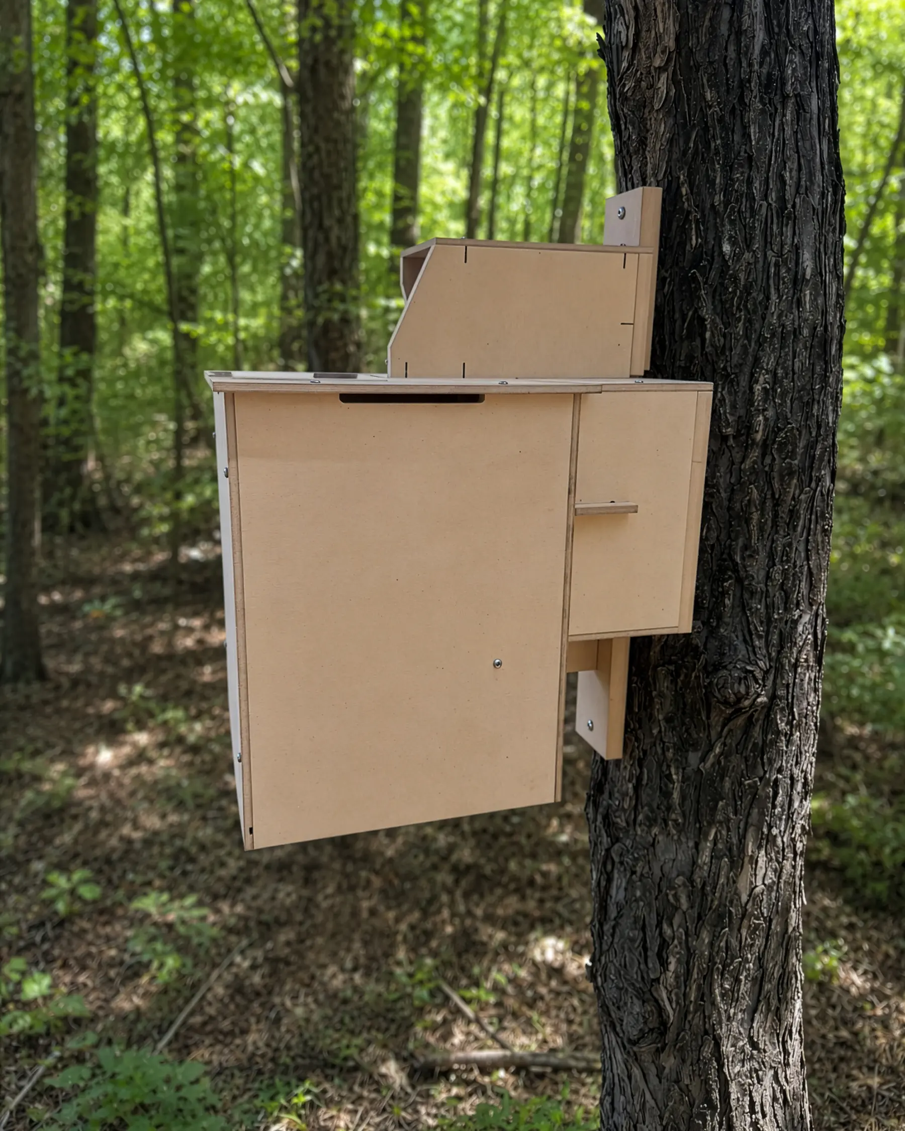 Wooden rectangular cabinet mounted to a tree in a sunlit forest setting.