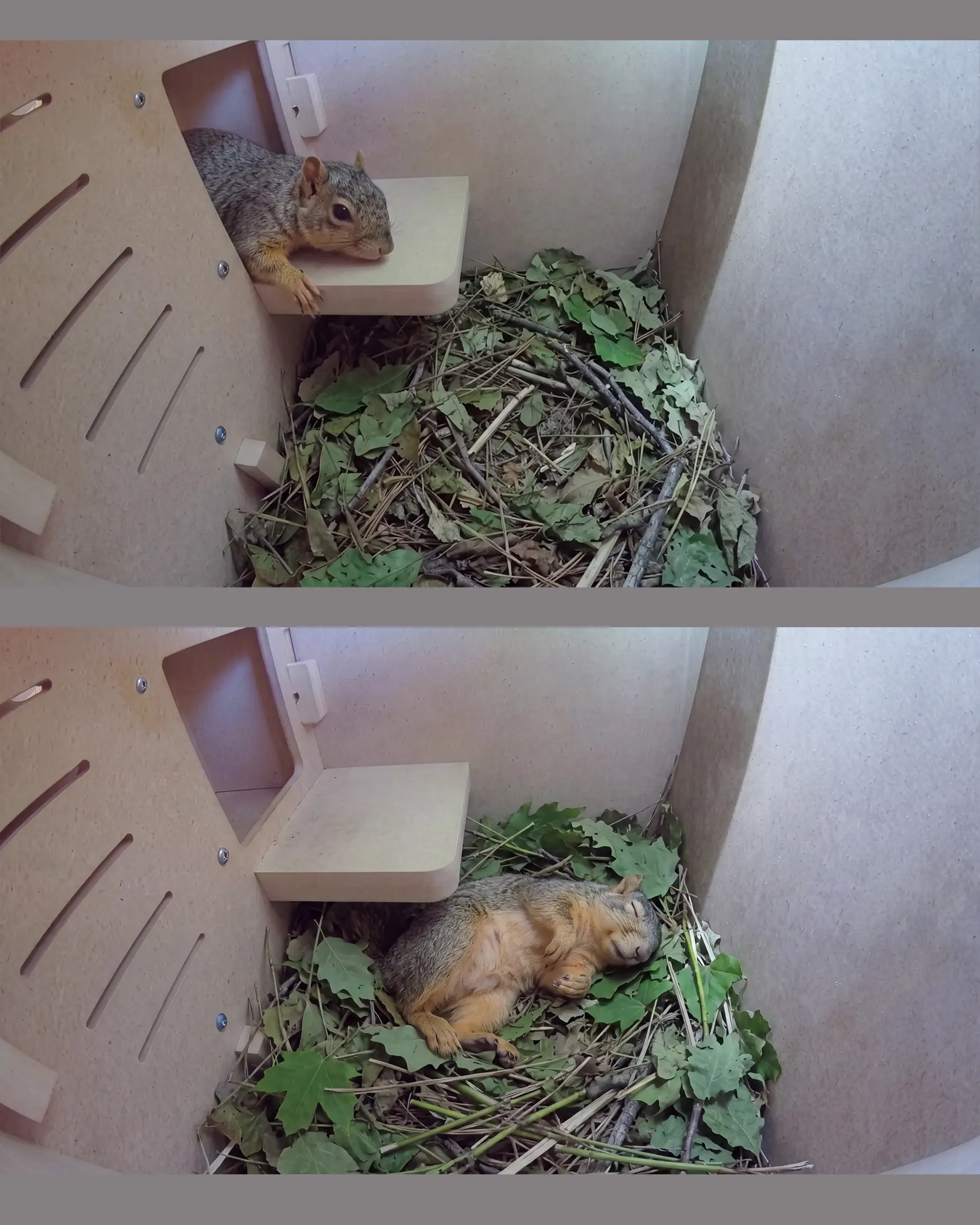 Grey squirrel resting on a small platform inside a wooden nesting box, surrounded by leaves and twigs.